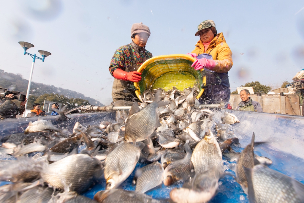 2019年1月24日，蘇錫常南部高速公路項(xiàng)目開(kāi)展增殖放流活動(dòng)。