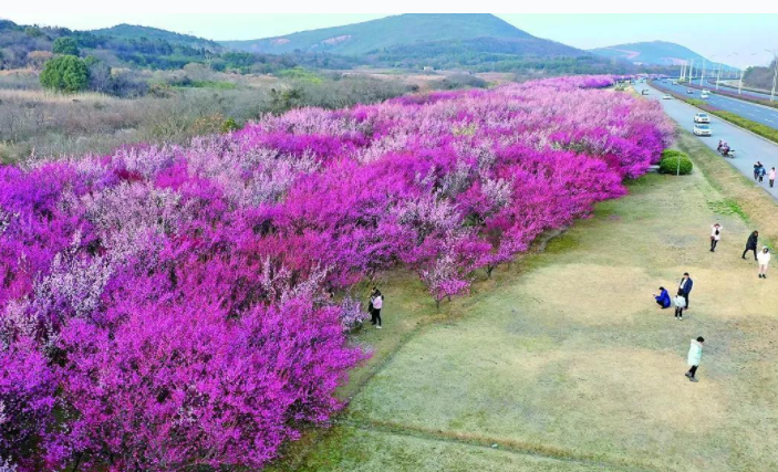 江蘇宜興：春光莫負(fù)，共赴一場賞梅雅集