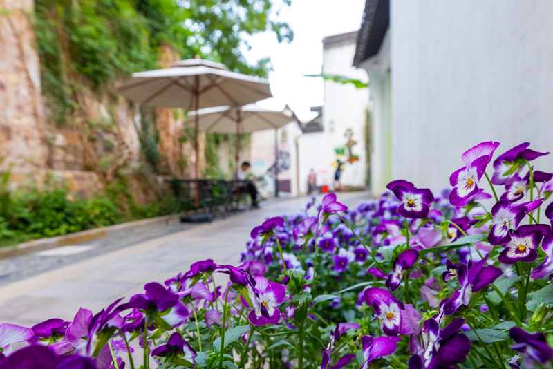 時(shí)令花卉競(jìng)相盛開