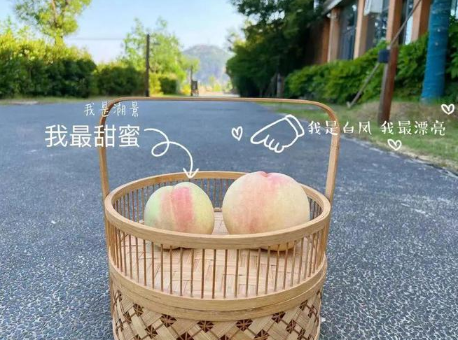 “大白鳳、小湖景”