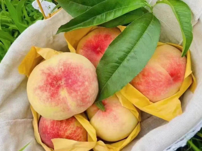 一定“桃”不過TA！