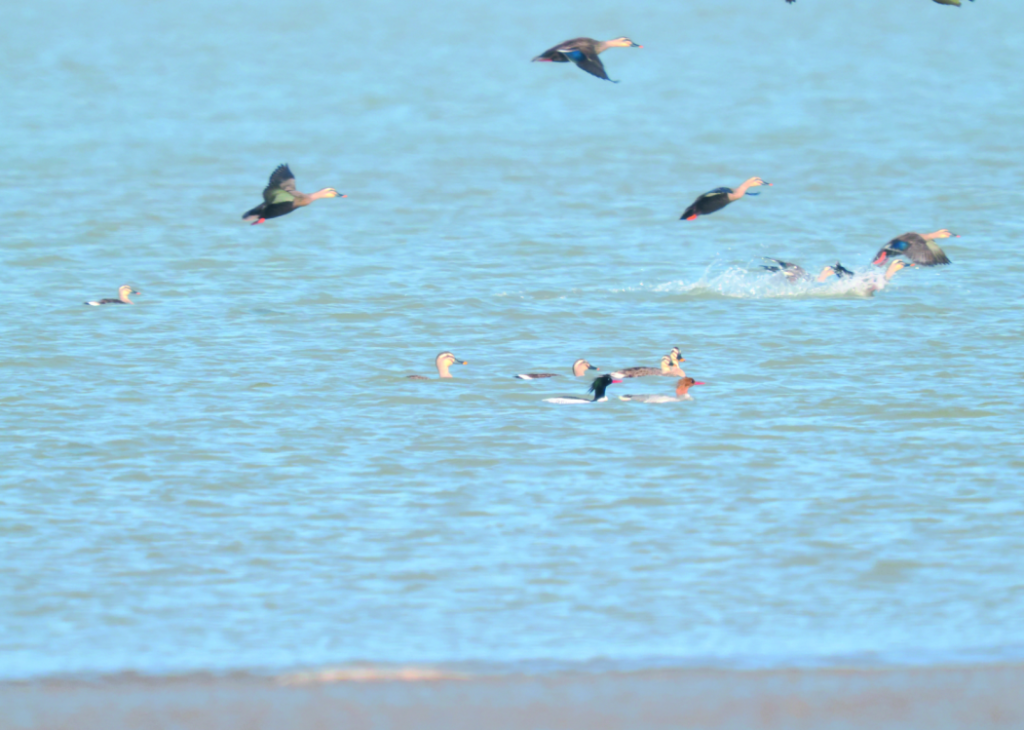 “國(guó)鴨”首次造訪，為這里的生態(tài)治理“點(diǎn)贊”