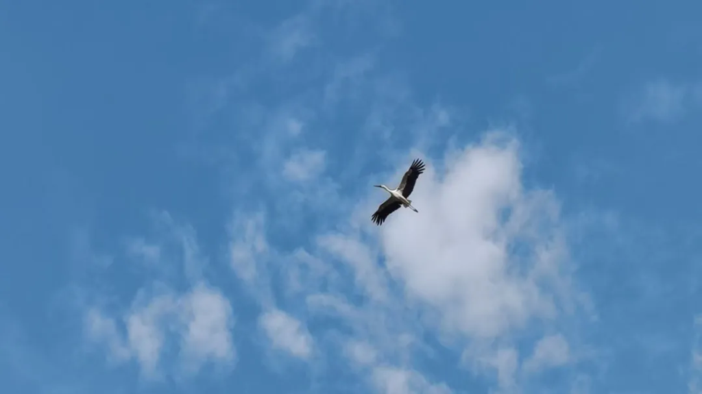 就賴這了！“趕不走”的國(guó)家一級(jí)保護(hù)動(dòng)物東方白鸛！