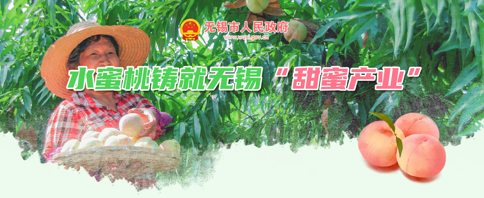 水蜜桃鑄就無錫甜蜜產業(yè)